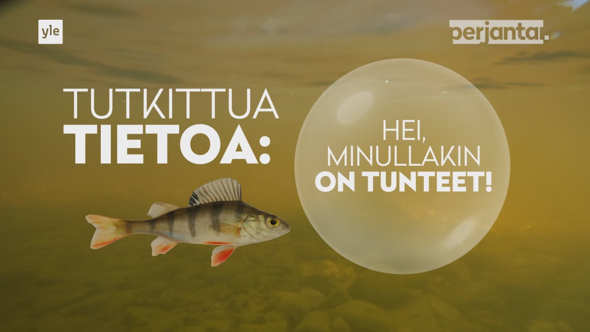 Filosofi haluaisi lopettaa kalastuksen: ”Kalallakin on tunteet ja mieli” |  Yle Uutiset