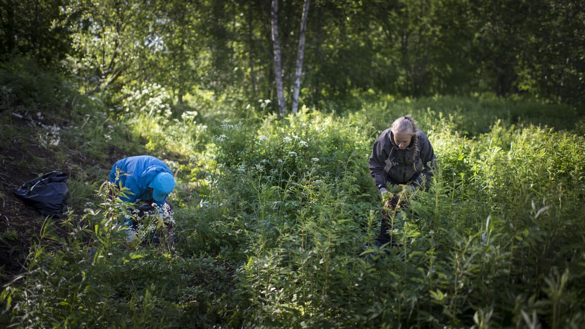 Vieraslajeja kitketään Kokkolassa. 