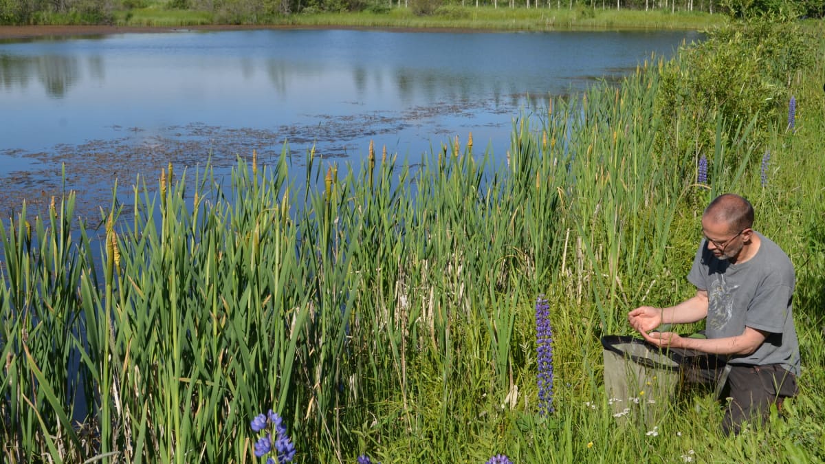 Pekka Raukko tutkii löytyykö haavista vesiluteita Lecan vedellä täyttyneiden savenottoaltaiden äärellä.