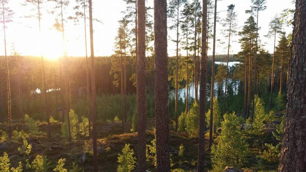 Metsäinen järvimaisema Partaharjulla Pieksämäellä. 