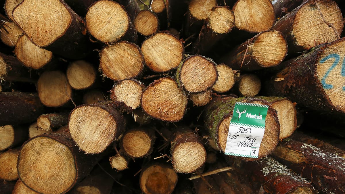 Metsä-Groupin hakattuja puita pinossa.