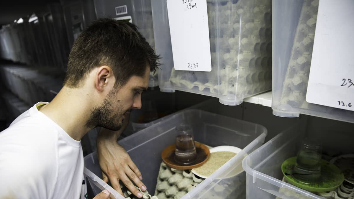Robert Nemlander, Entocube