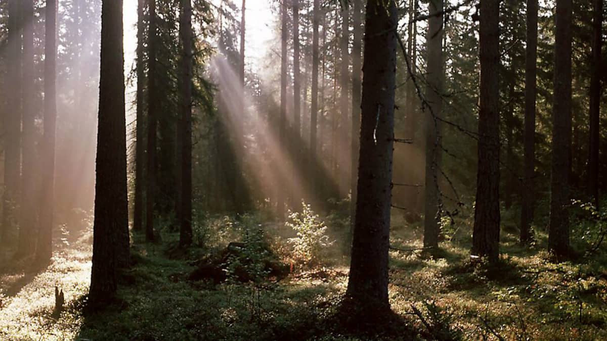 Valo siivilöityy puiden välistä metsässä.