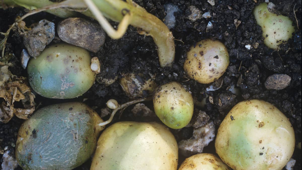 Vältä ripuli – jätä vihreä peruna syömättä | Yle Uutiset