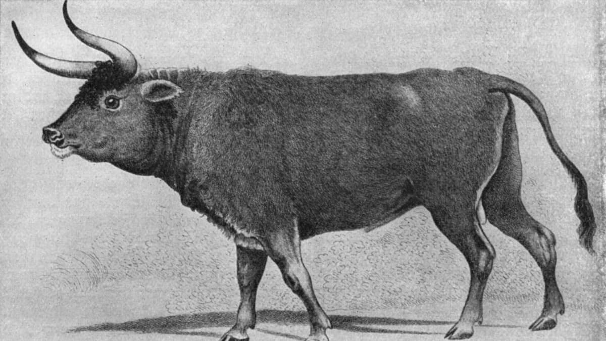 Suomalainen lehmä on kotoisin Lähi-idästä – natsit yrittivät jalostaa  nykynaudan esi-isää takaisin | Yle Uutiset