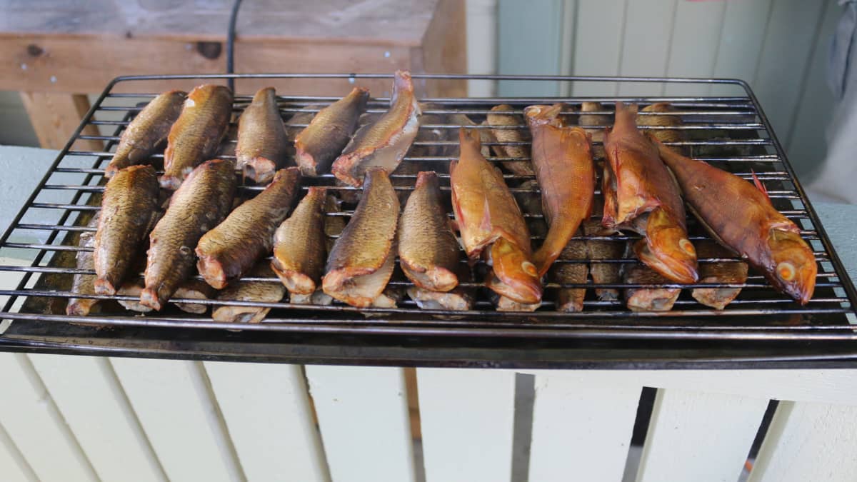 kalat, särkiä ja ahvenia ritilällä savustupöntöstä nostettuna