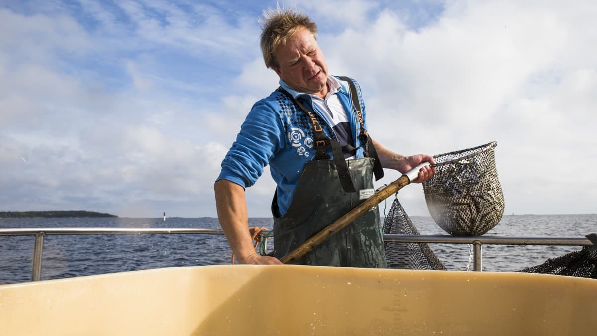 Pellinkiläiskalastaja Jörgen Kellgren nostaa haavilla kilohaileja nuotasta
