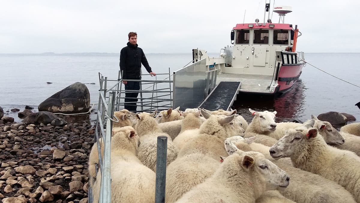Lampuri Ville Eskola ja lammaslauma veneeseen menossa