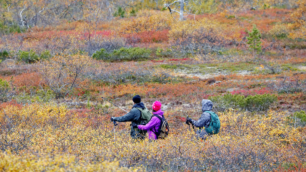 Retkeilijöitä ruskan värittämässä maisemassa.