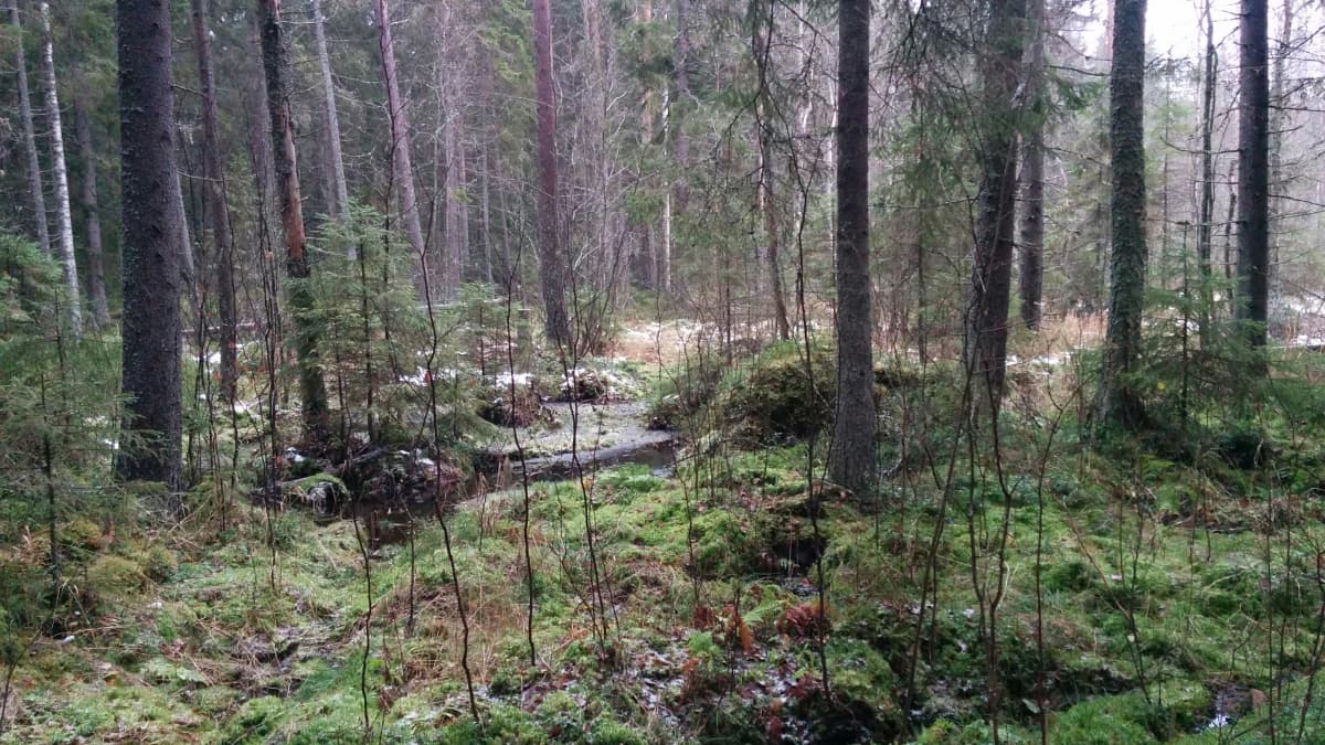 Yli 200 metriä pitkospuita ja uudet kyltit – Pilvilammen luontopolku  päivittyy nykyaikaan Vaasassa | Yle Uutiset