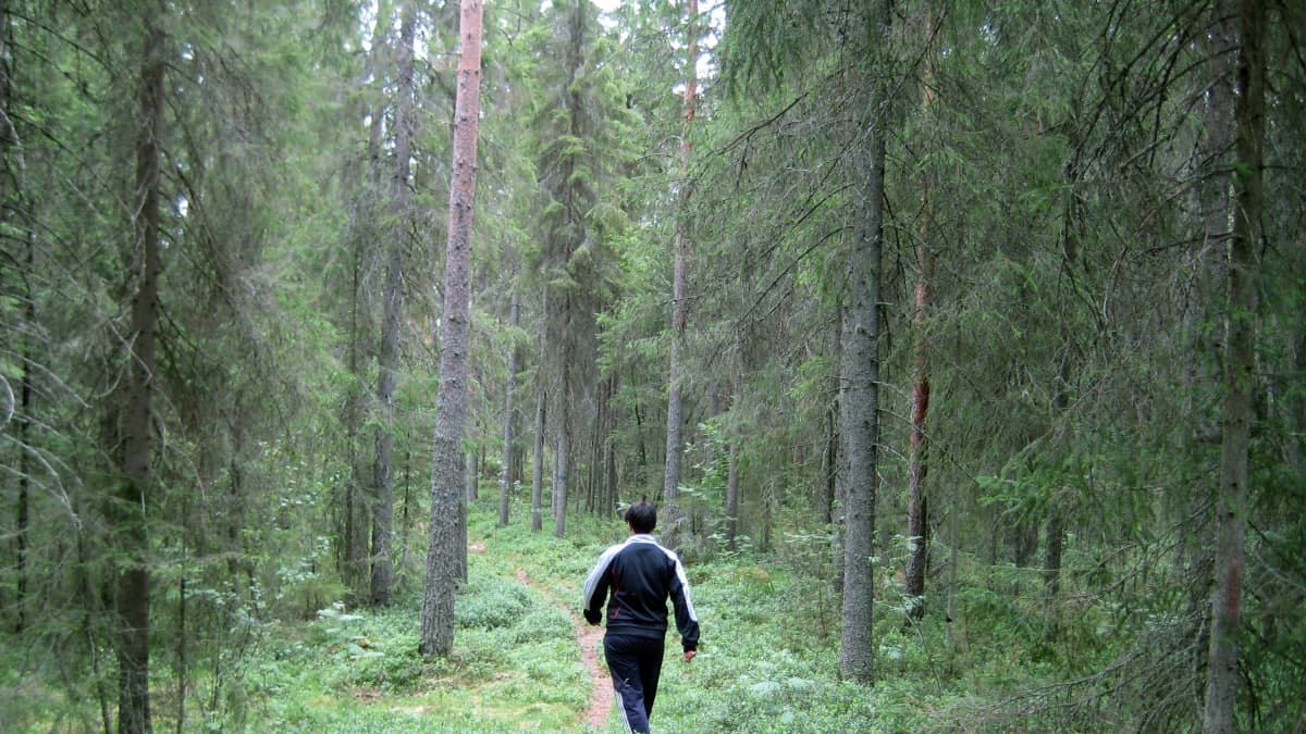 Nainen kävelee polkua pitkin metsään.