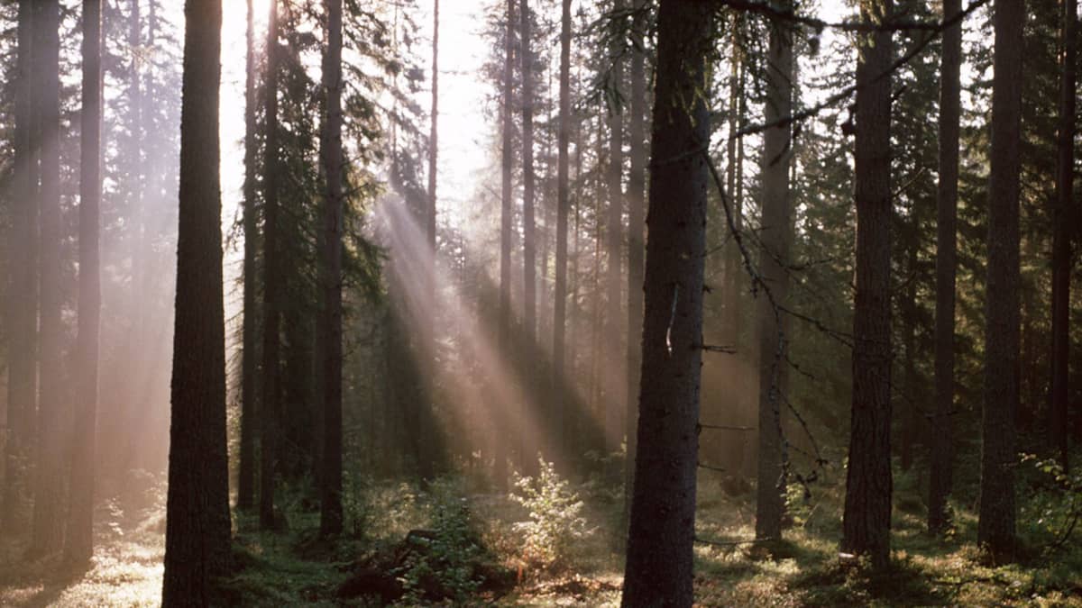 Metsä. Auringon valo siivilöityy oksien läpi.