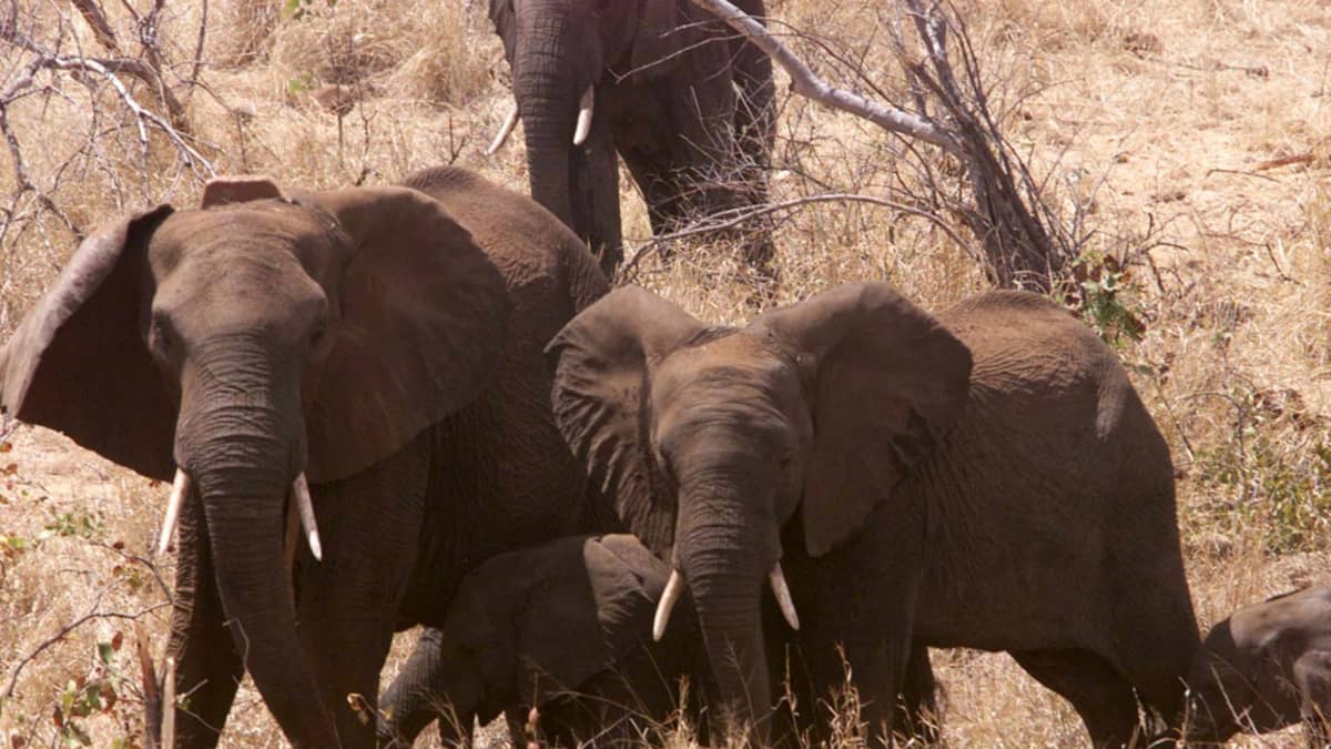 Norsuja Suuren Limpopon luonnonpuistossa. Vuonna 2002 avattu puisto sijaitsee Zimbabwen, Etelä-Afrikan ja Mosanbikin raja-alueella.
