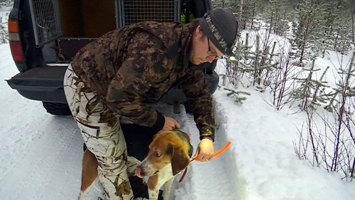 Ketunpyynti vei mukanaan rovaniemeläiskaksikon – kaudessa yli 70 kettua  koirilla | Yle Uutiset