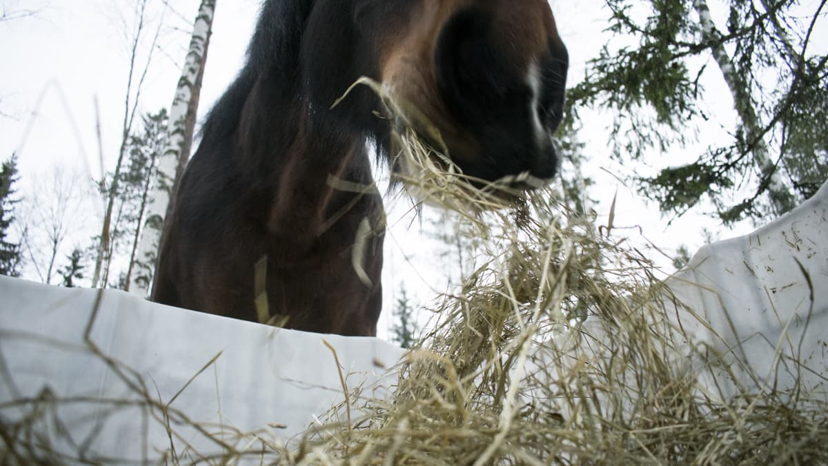 191,5 senttiä ja yli 1300 kiloa – Amanda on Suomen suurin hevonen | Yle  Uutiset