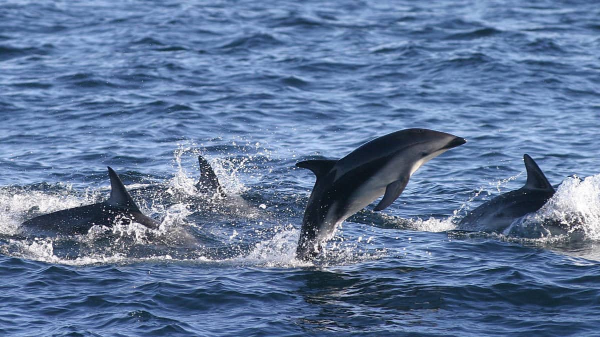 Delfiinejä Cape Townin edustalla Etelä-Afrikassa toukokuussa 2003.