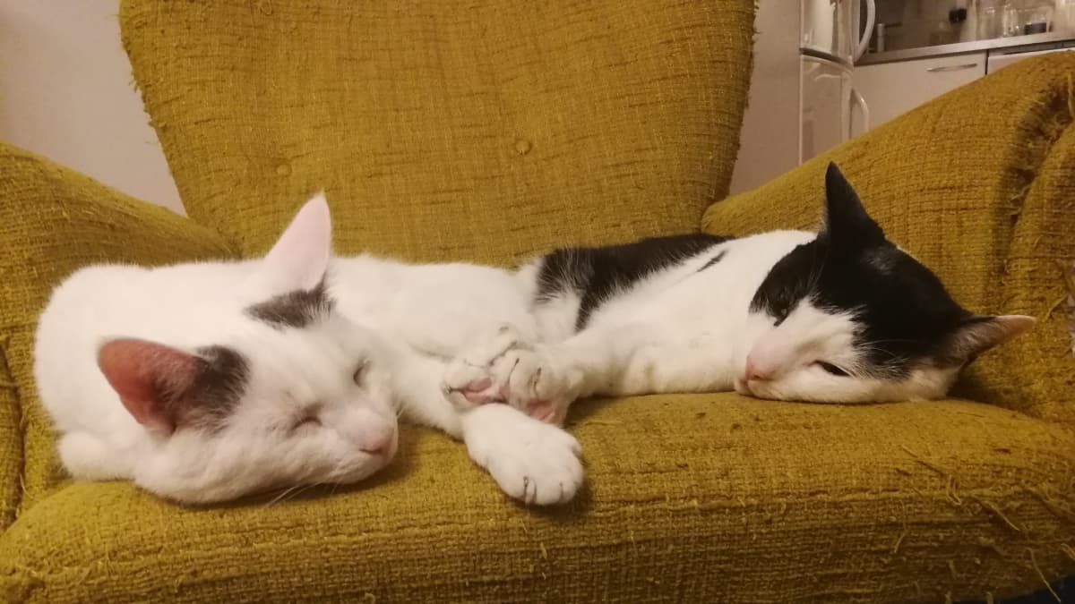 Kissat makaavat nojatuolissa
