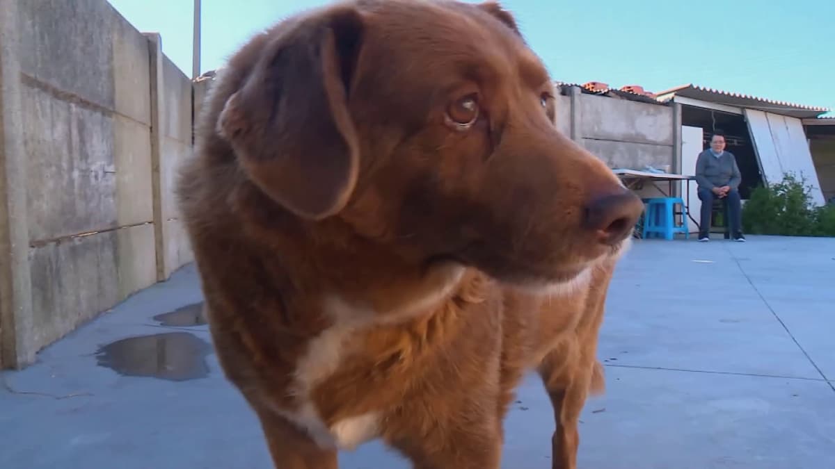 Portugalilaisesta yli 30-vuotiaasta Bobista tuli maailman vanhin koira:  katso hellyyttävä video | Yle Uutiset