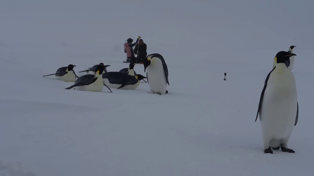 Jukka Tuhkurin kuvaa jään kairaukseta Weddelinmerellä. Pingiivinit tulivat kiinnostuneina katsomaan.