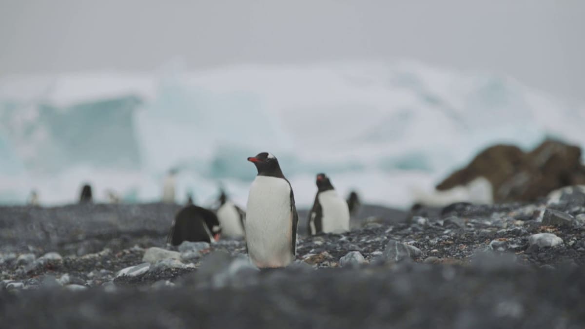Tutkijat havaitsivat pingviinien levittäytyneen uusille alueille Etelämantereella