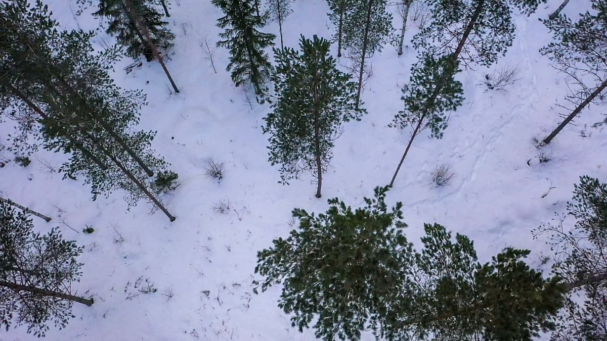 Kassakriisi yllätti Suomen metsät kuntoon -yrityksen, nyt kymmenet  metsänomistajat odottavat saataviaan puukaupoista