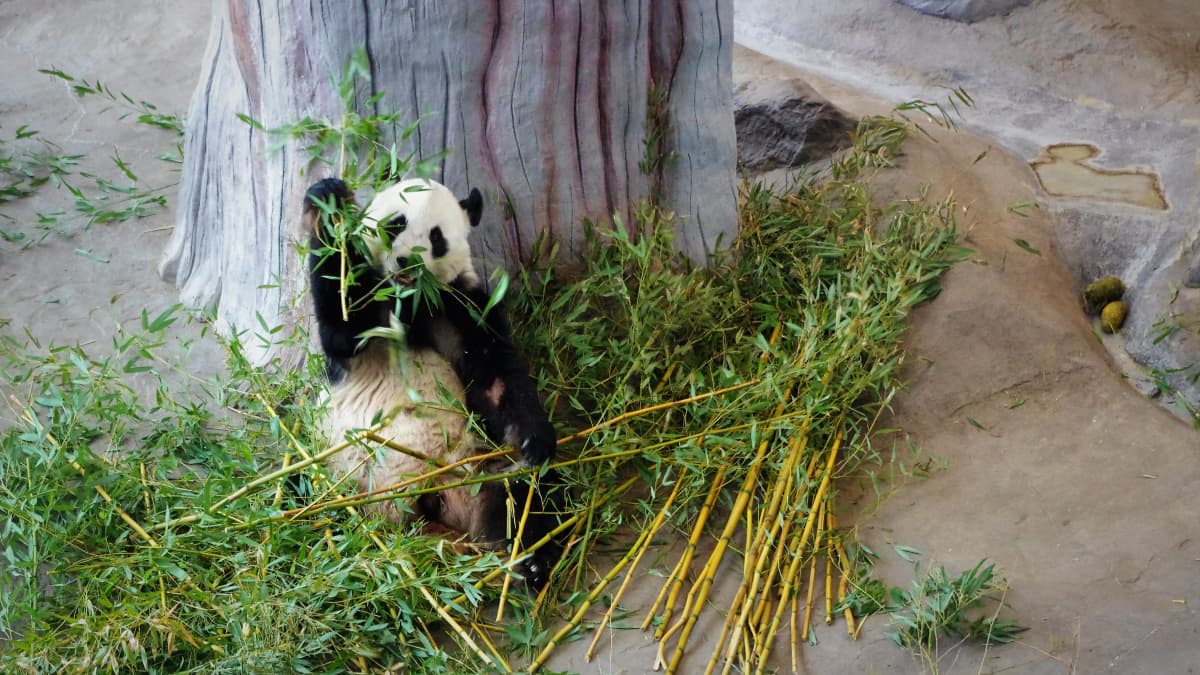 Pandat jäivät sittenkin ilman miljooniaan ja ne saatetaan jopa palauttaa  Kiinaan – ministeriö kritisoi rajusti Ähtäriä