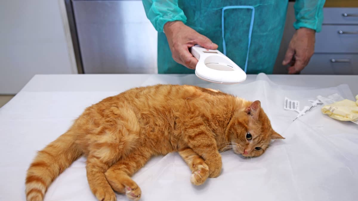 Kansalaisaloite vaatii kissoille tunnistussirua niskaan, ja se tietäisi  lähes kaikkiin kissakoteihin eläinlääkärireissua – lue, mikä muu muuttuisi