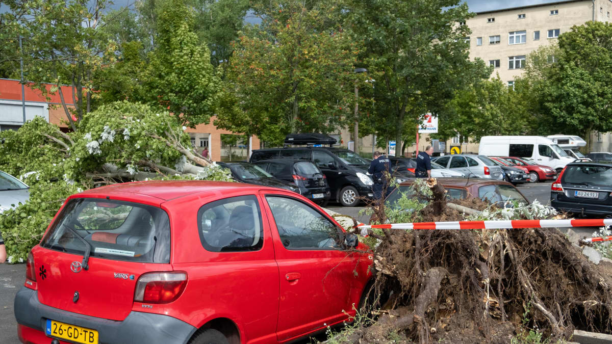 Kaatunut puu auton päällä Berliinissä