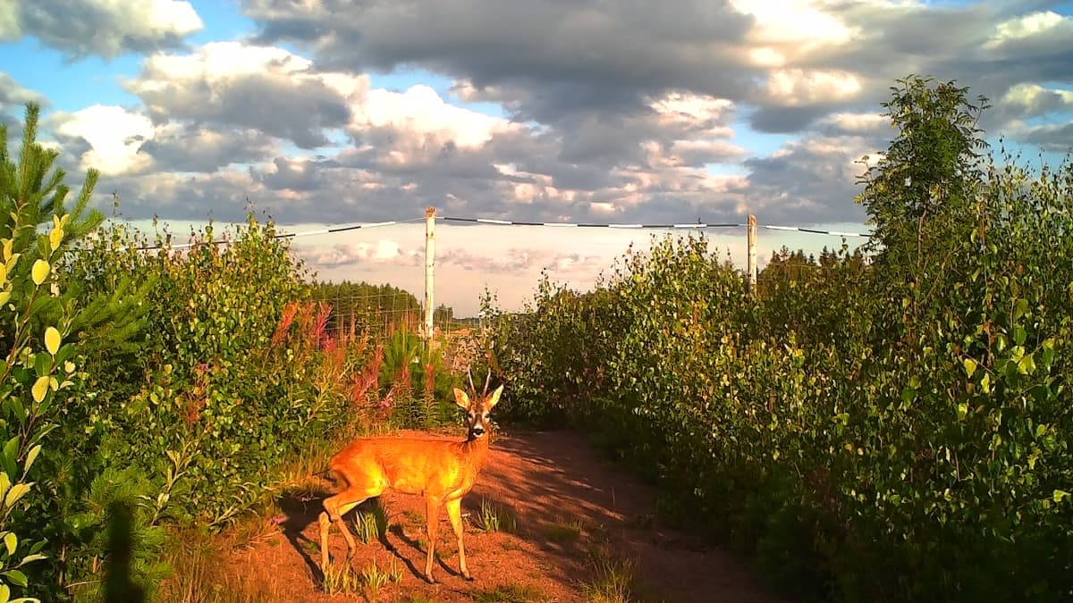Riistakamerakuva metsäkauriista, joka ylittää vihersillan.