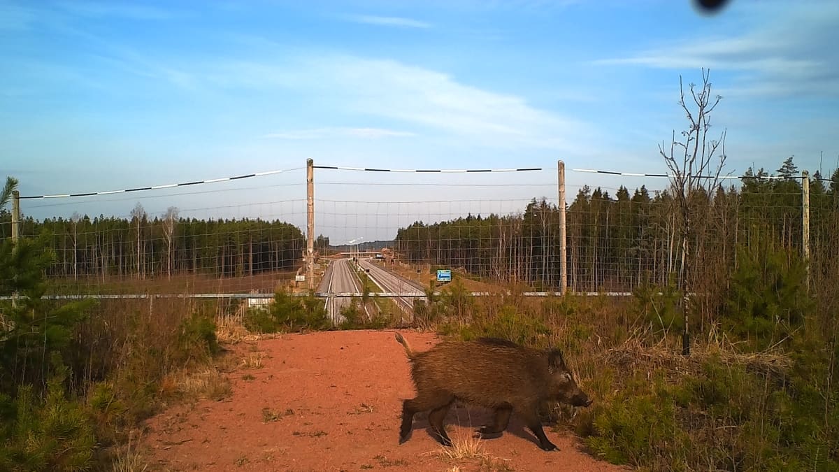 Riistakameran kuva vihersiltaa ylittävästä villisiasta.
