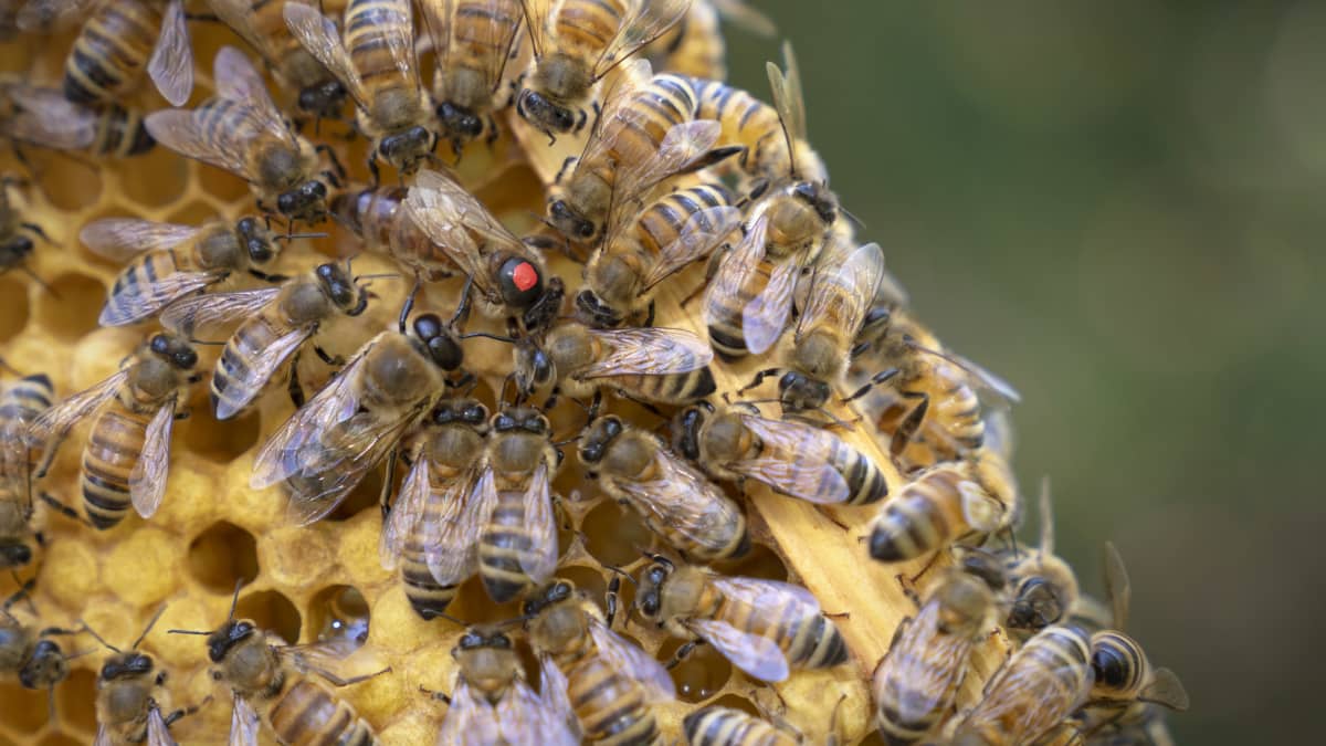 Jalostettu mehiläiskuningatar on merkitty punaisella pisteellä.