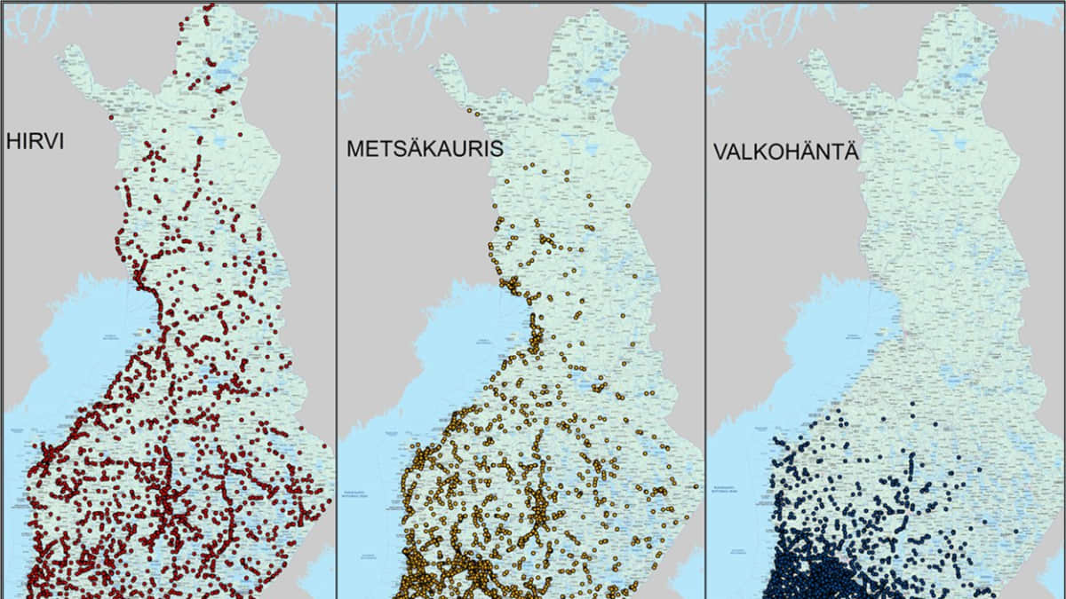Hirven, metsäkauriin ja valkohännän kolareiden levittyminen alueellisesti Suomessa.
