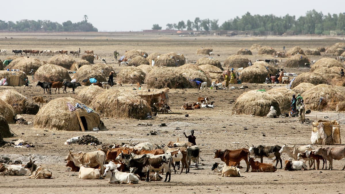 Paimen karjalaumansa kanssa Sahelin alueella Malissa.