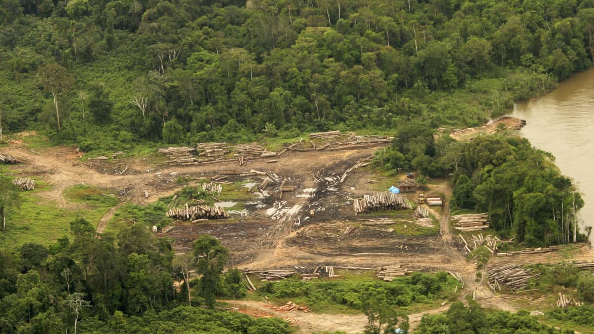 Kuva hakkuutyömaalta Amazinin aluulta Brasiliassa