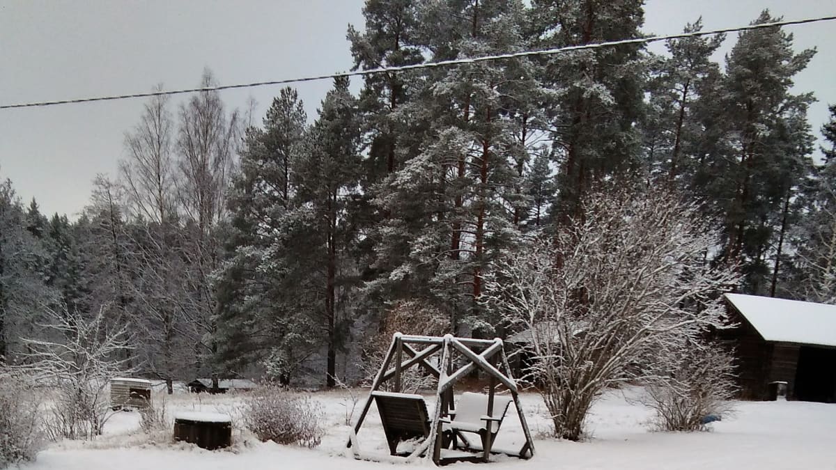 Eila Heiman kissat leikkivät aamulla lumessa Mikkelin Ristiinassa. 