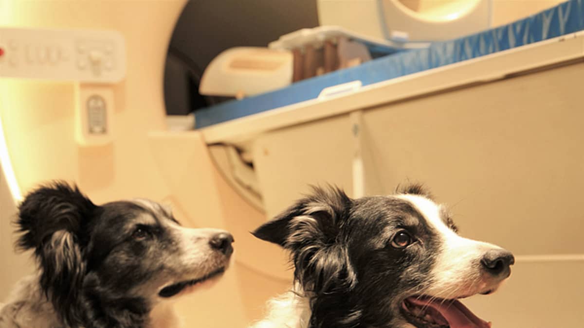 Kaksi koiraa seisoo MRI-laitteen vieressä. 