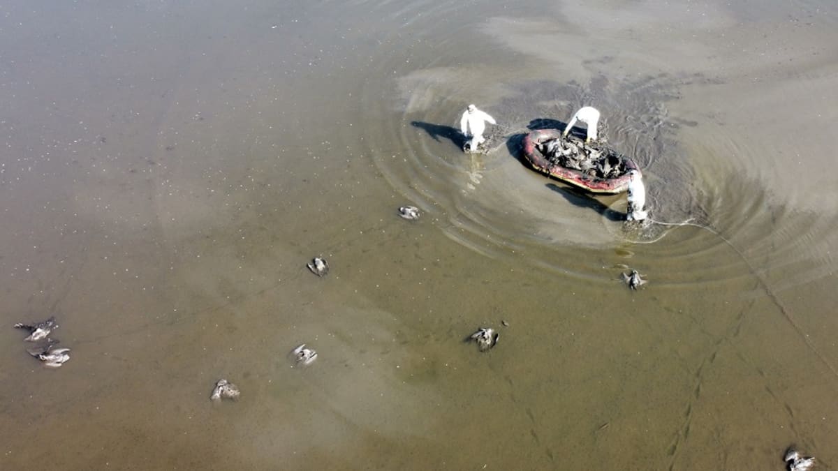 Ilmakuva kolmesta suojapukuihin pukeutuneesta ihmisestä keräämässä vedessä kelluvia linnunraatoja kumiveneeseen. 