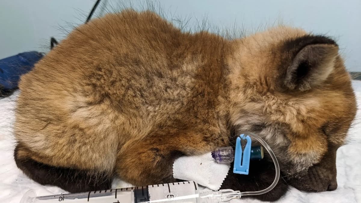 Nukkuvan ketunpoikasen tassuun on kiinnitetty tipparuisku, jonka kautta potilasta nesteytetään. 