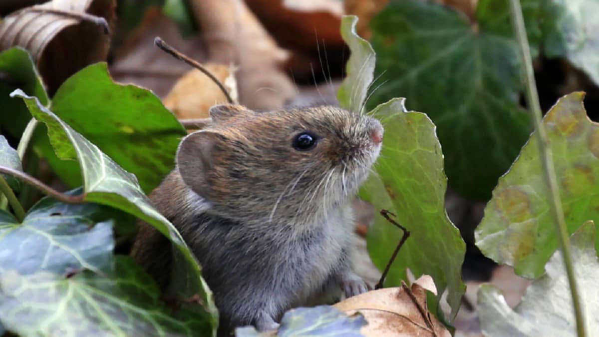 Metsämyyrä kurkistelee kasvimaasta. 
