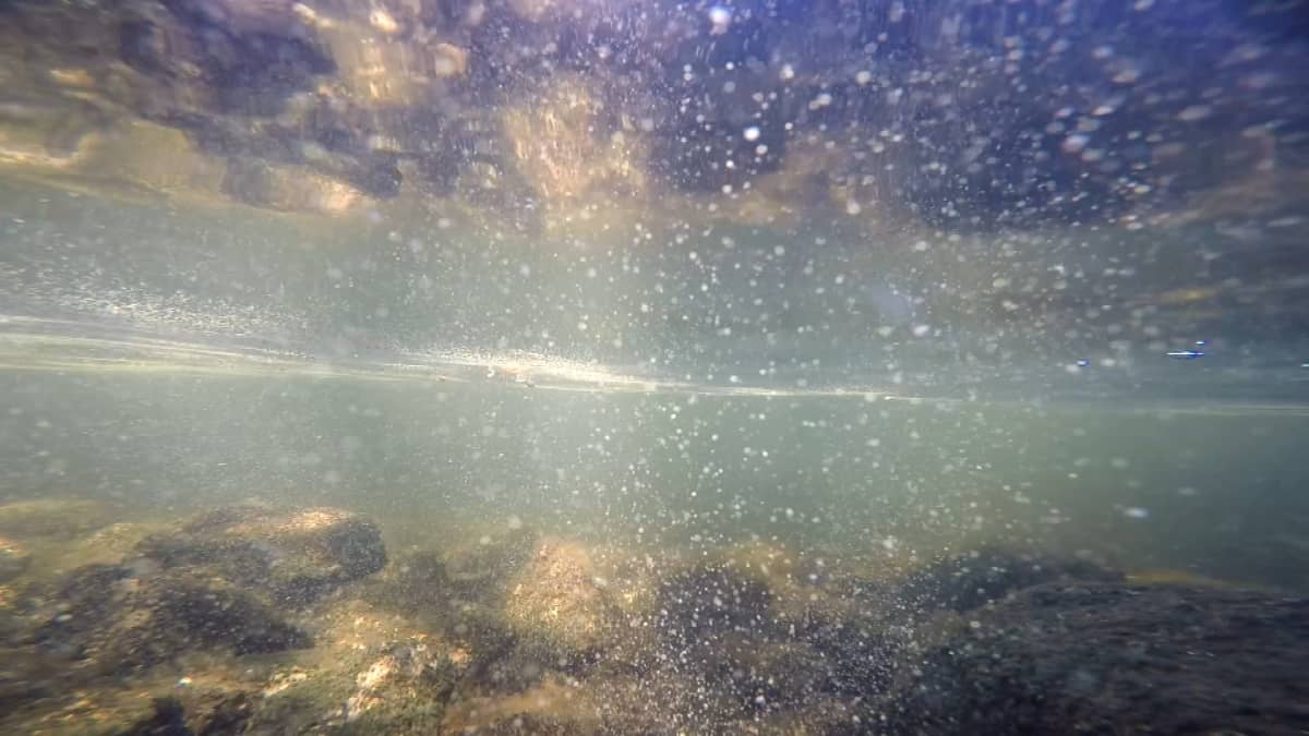 Sinilevää veden alta kuvattuna Raippaluodonselän rannassa.