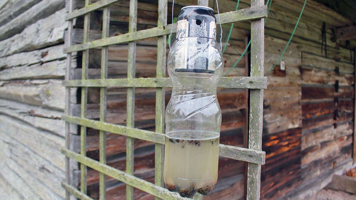 Vichyvesipullosta ja siideritälkistä tehty ampiaisansa vanhan aitan terassilla Nuolniemessä.