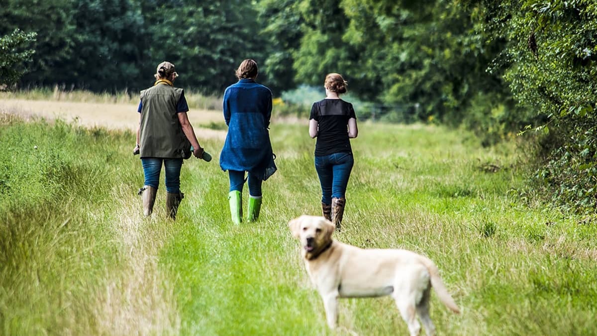 Naiset kävelylenkillä pellolla - koira kuvan etualalla.