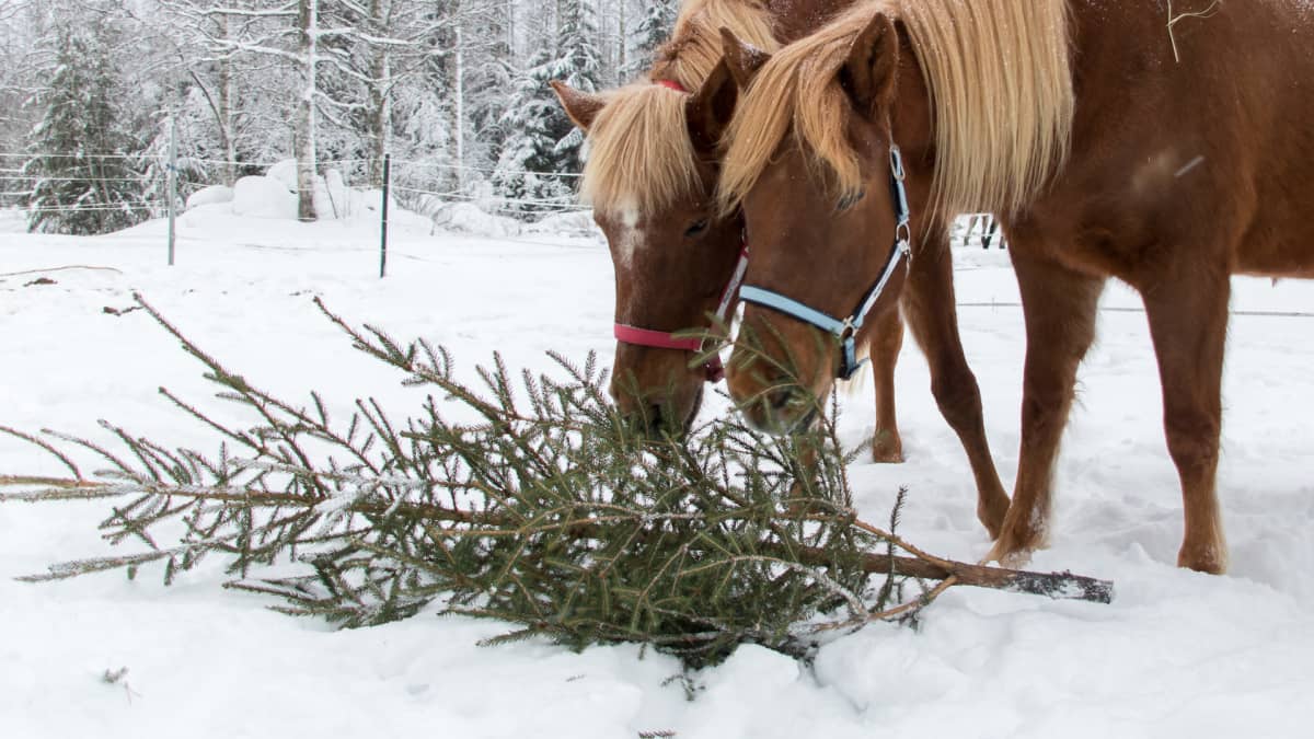 Hevoset syövät joulukuusta