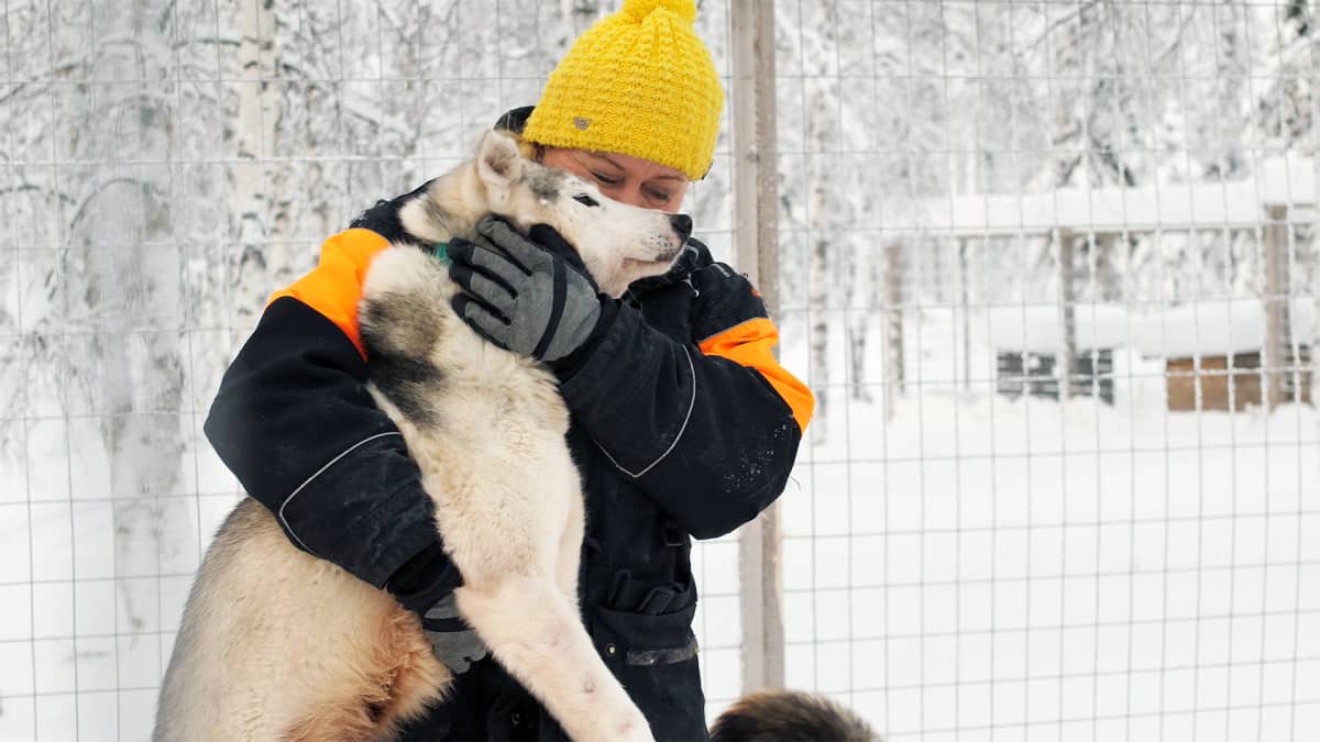 Husky-yrittäjä Johanna Määttä ei olisi halunnut aluksi päästää yhtään koiraansa Rovaniemelle. 