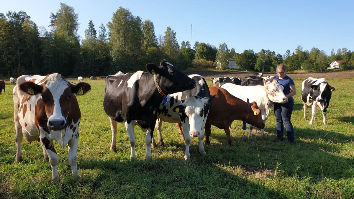 Maanviljelijä Helena Pesonen rapsuttaa lehmiä laitumella.