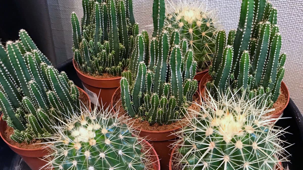 Pieniä kaktuksia ruukuissa