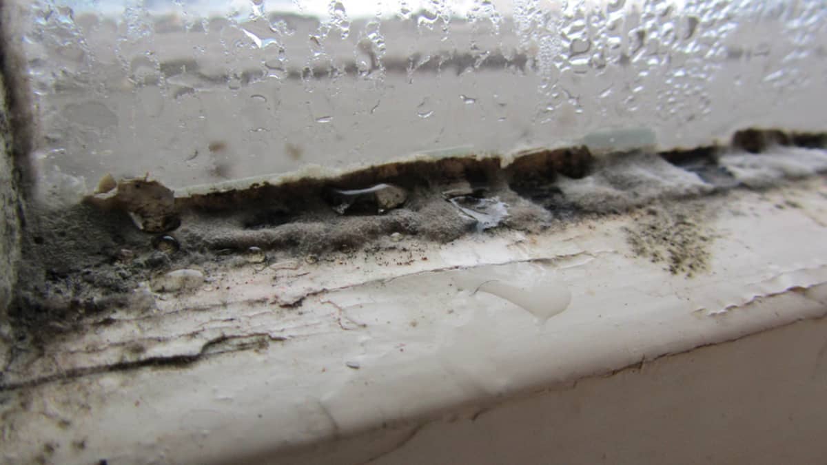 Kuvassa homekasvustoa ikkunanpuitteissa