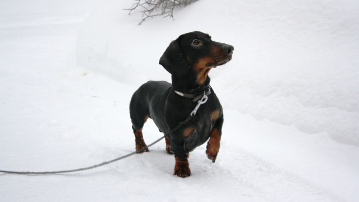 Vihtori-koira tassuttelee lumella.