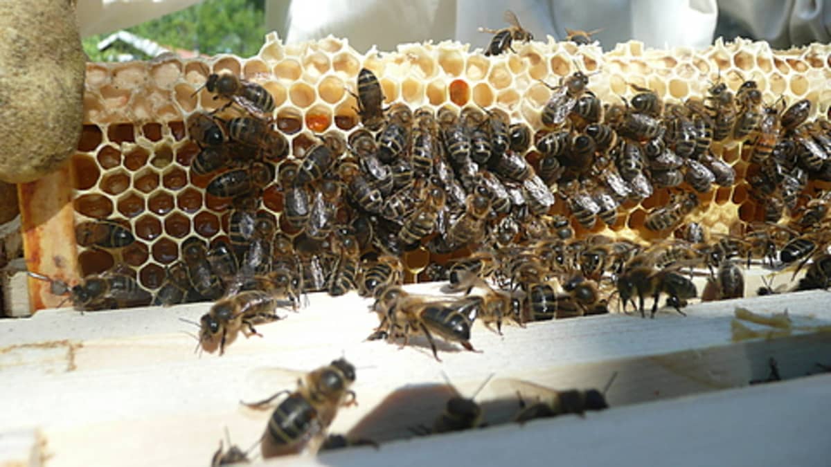 Mehiläiset rakentavat kennoja.