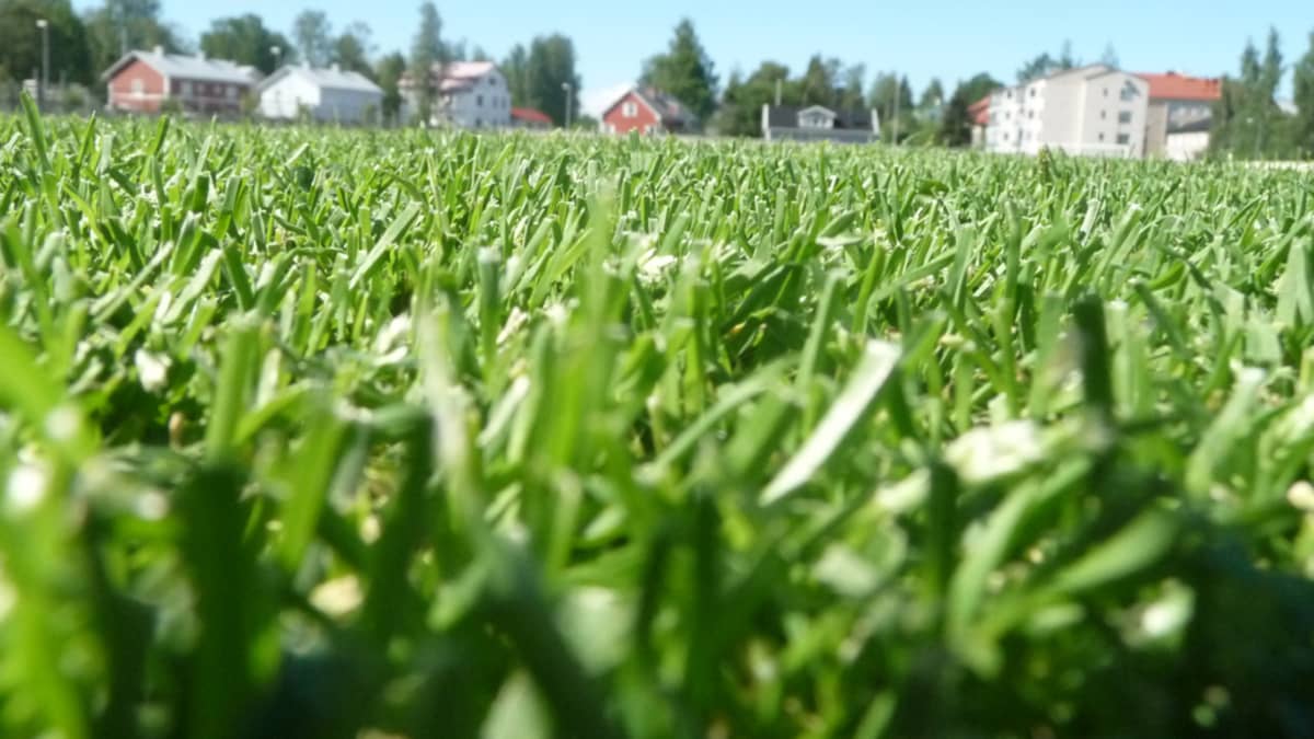Kuvassa jalkapallokentän nurmea lähikuvassa. 